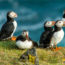 Puffin Foundation