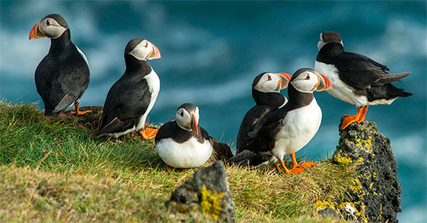 Puffin Foundation