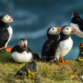 Puffin, Heimaey coast, South Iceland