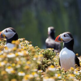 three puffins in a field of yellow flowers