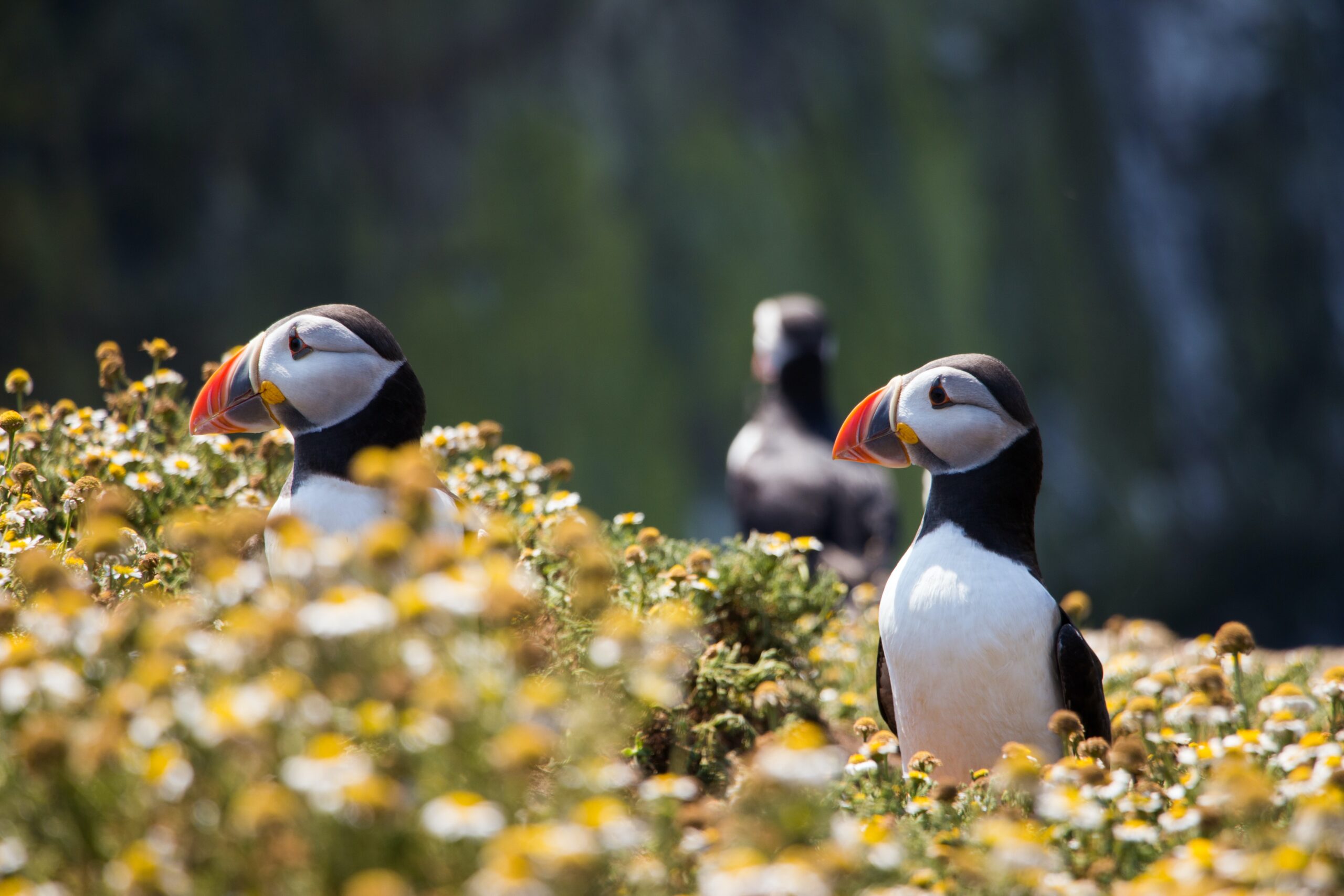 three puffins in a field of yellow flowers