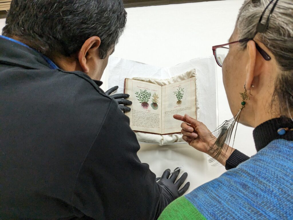 View from behind two seated people who are looking at a small, old book with illustrations of plants and text. The person on the left is wearing gloves as they touche the book.